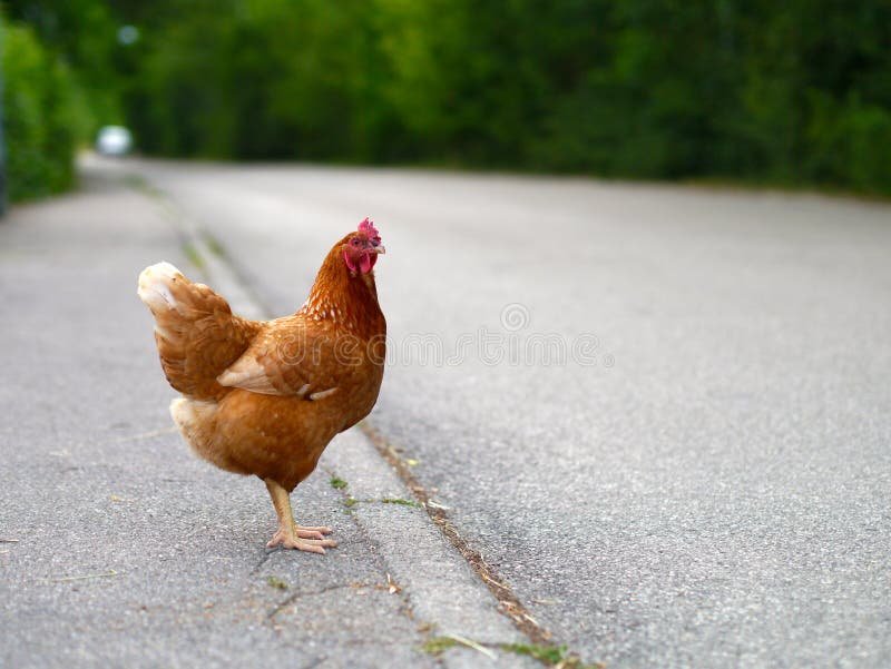 Discover jugar chicken road